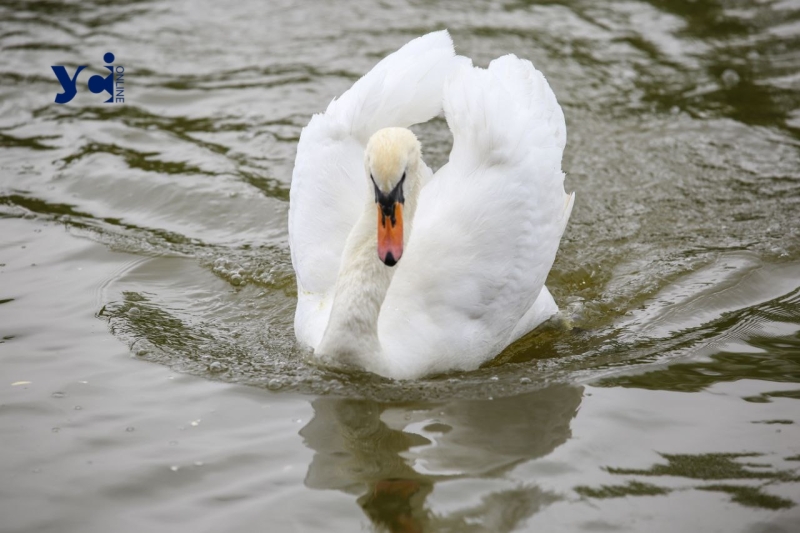 Це вперше: директор Одеського зоопарку про народження лебедят у парку Перемоги (фото, аудіо)