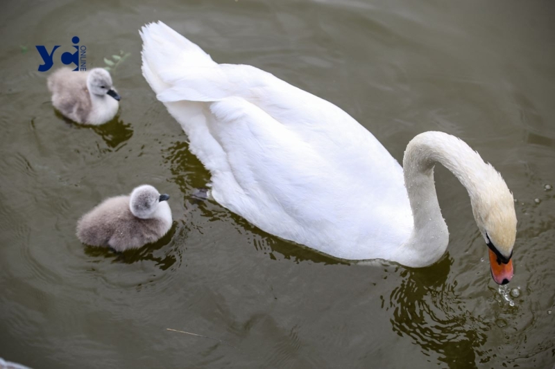 Це вперше: директор Одеського зоопарку про народження лебедят у парку Перемоги (фото, аудіо)