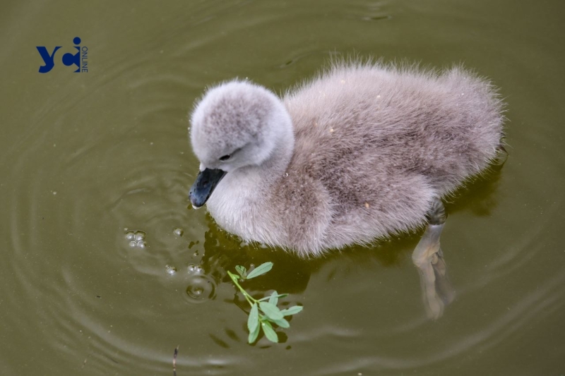 Це вперше: директор Одеського зоопарку про народження лебедят у парку Перемоги (фото, аудіо)