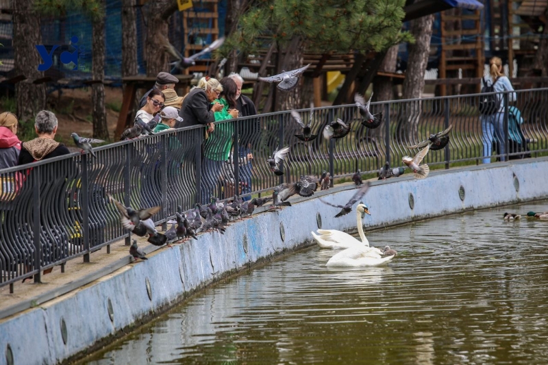 Це вперше: директор Одеського зоопарку про народження лебедят у парку Перемоги (фото, аудіо)