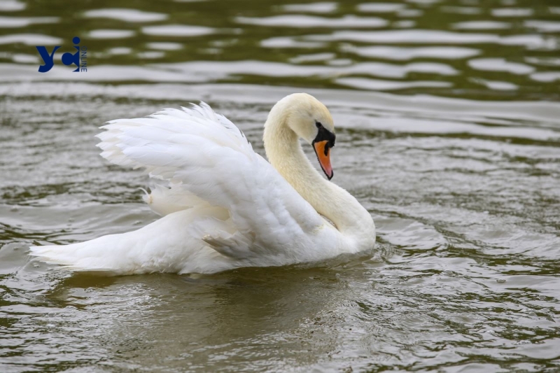 Це вперше: директор Одеського зоопарку про народження лебедят у парку Перемоги (фото, аудіо)