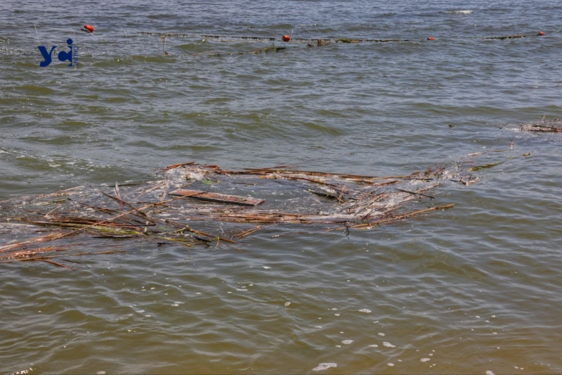 Де комунальники? Одесити самі чистять берег моря від речей, які несе з Херсонщини (фото, відео)