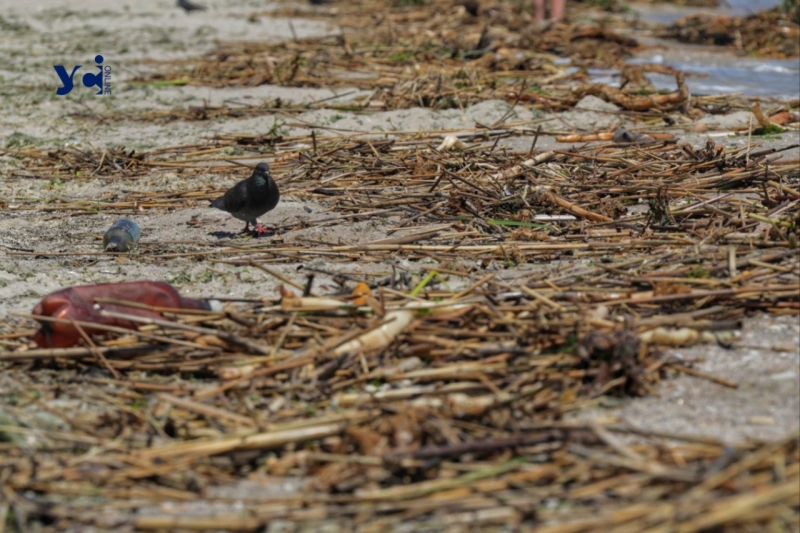 Де комунальники? Одесити самі чистять берег моря від речей, які несе з Херсонщини (фото, відео)