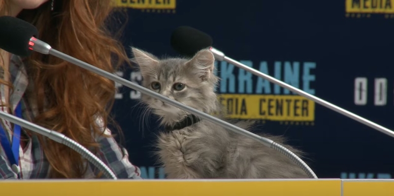 Люди повертають тварин, яких забрали додому: волонтери про потреби та долю хвостатих з Херсонщини (фото, відео)