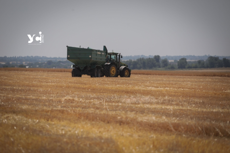 На Одещині розпочали збирати цьогорічний врожай: як це відбувається (фото, відео)