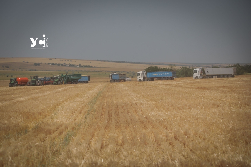 На Одещині розпочали збирати цьогорічний врожай: як це відбувається (фото, відео)