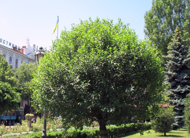 В Горсаду Пасхальное дерево превратилось в Дерево памяти (фоторепортаж)