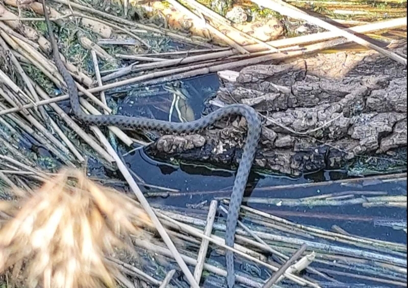 Змеи, черепахи и тритоны: в Одесскому порту спасли животных после взрыва Каховской ГЭС