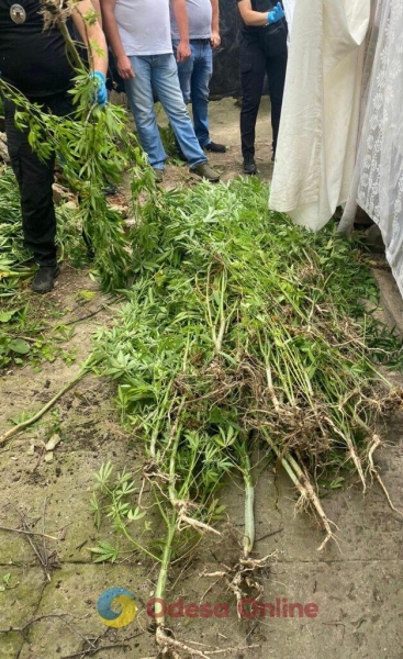50-летний житель Березовки устроил на огороде плантацию конопли