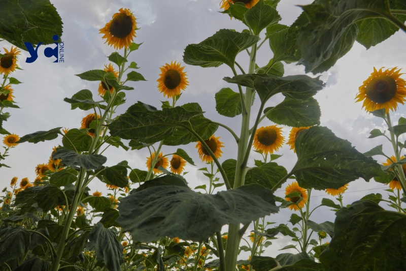 Квітучі соняшники між Одесою та Миколаєвом (фото)