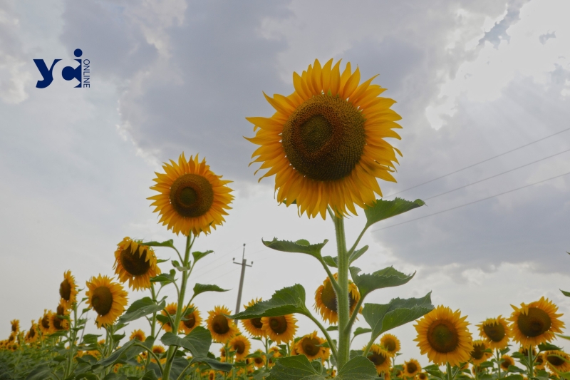 Квітучі соняшники між Одесою та Миколаєвом (фото)