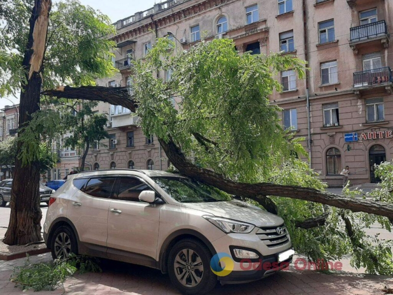 Ветер в Одессе: упавшая ветка придавила Hyundai (фотофакт)