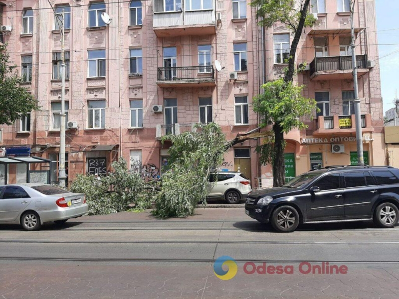 Ветер в Одессе: упавшая ветка придавила Hyundai (фотофакт)