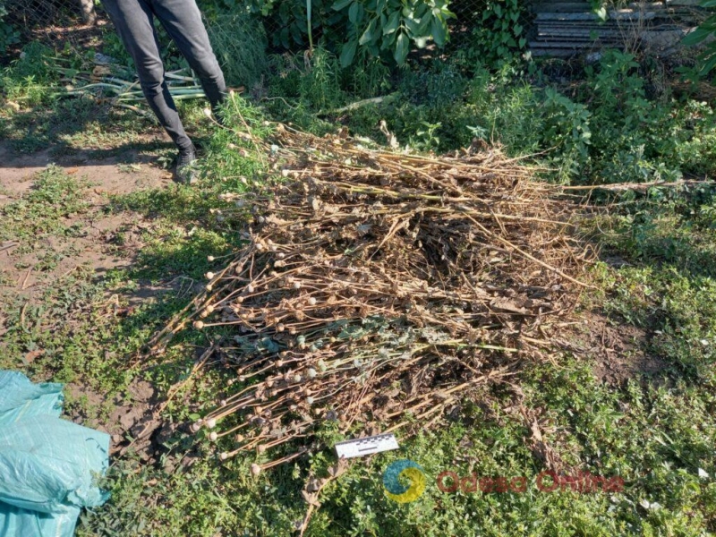 Житель Белгород-Днестровского района устроил дома маковую плантацию