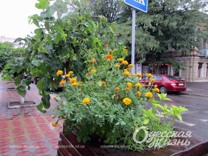 Без молний и грома: в Одессе — августовский дождь (фоторепортаж)