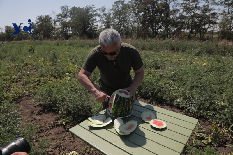 На Одещині вперше збирають масштабний врожай кавунів: як це відбувається (фото)