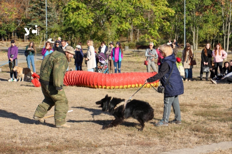 Незвична психологічна допомога: в Одесі представили собак-терапевтів (фото, відео)