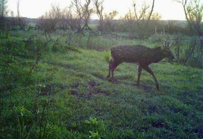 Прикордонники Білгород-Дністровського загону попереджають про небезпечні зустрічі з дикими звірами