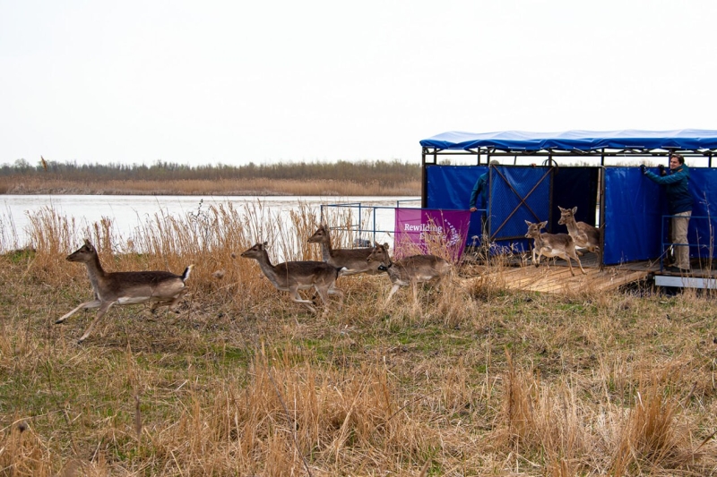 Співпраця Rewilding Ukraine з Вилківською громадою під час повернення диких тварин у дельту Дунаю